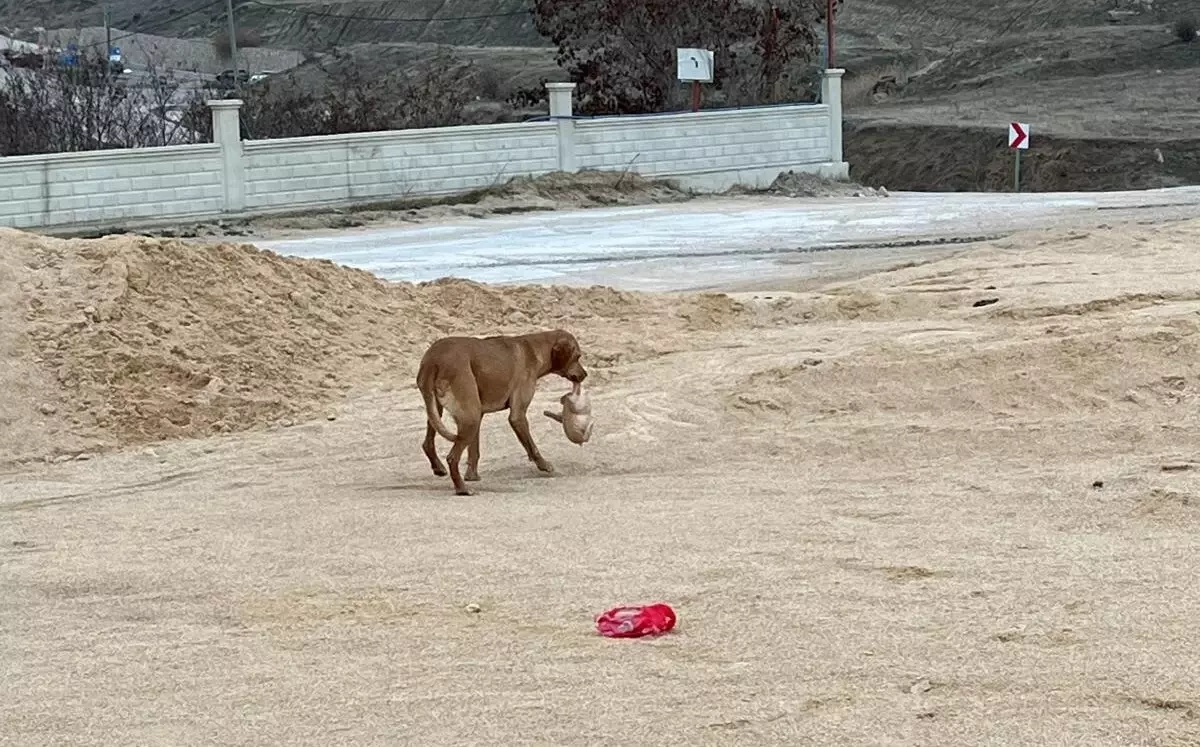 AFAD, Kum Silosunda Mahsur Kalan Köpeği Kurtardı